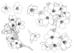 樱花梅花