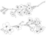 樱花梅花