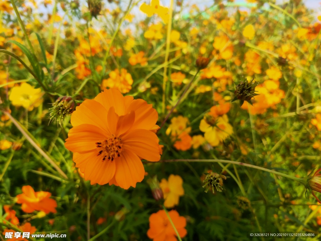 小黄花