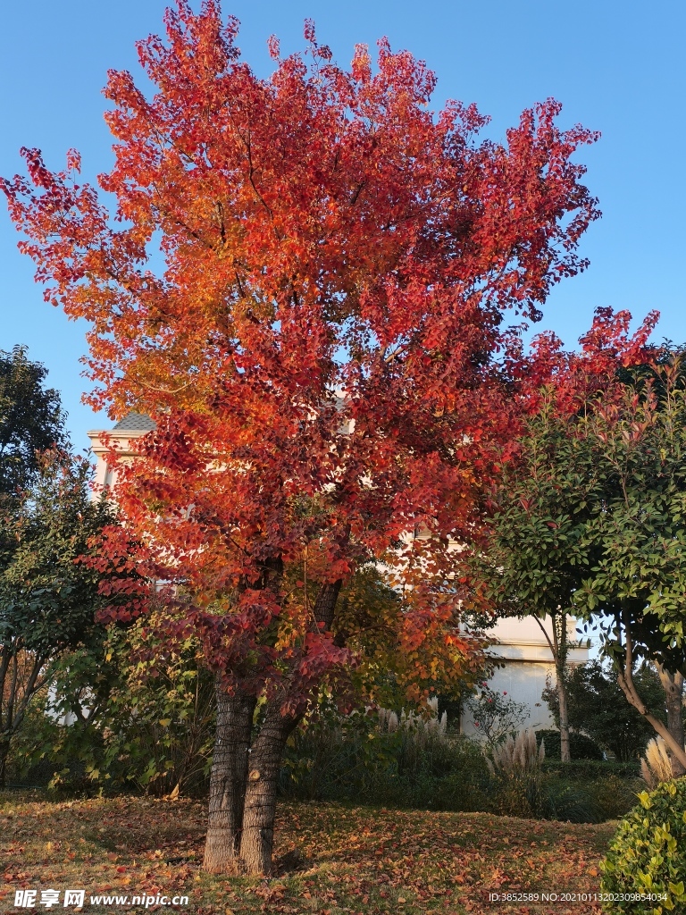 秋天红色树（手机摄影）