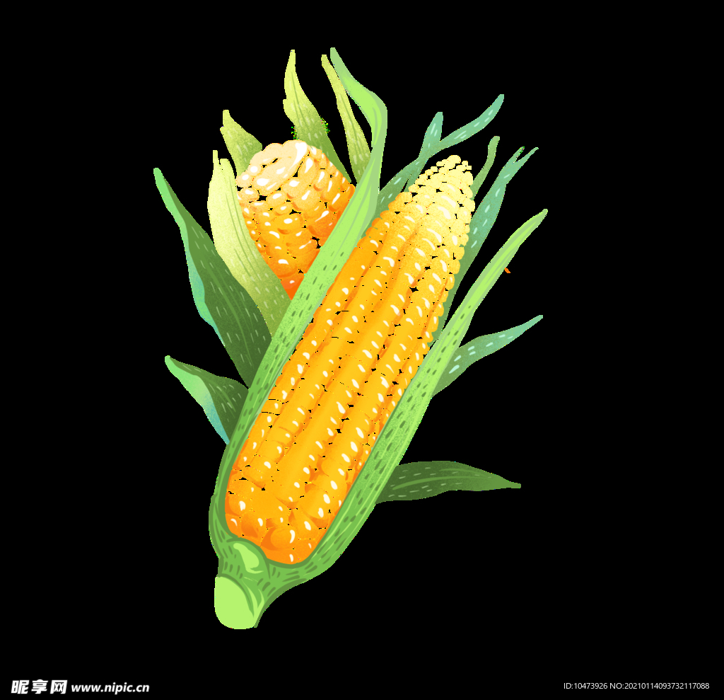 青玉米素材