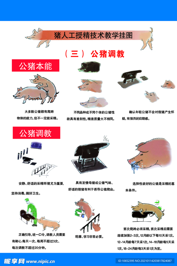 猪受精技术挂图