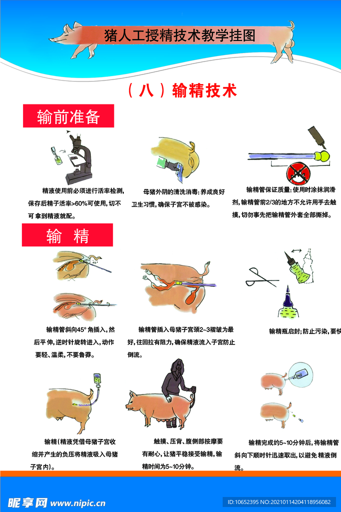 猪受精技术挂图