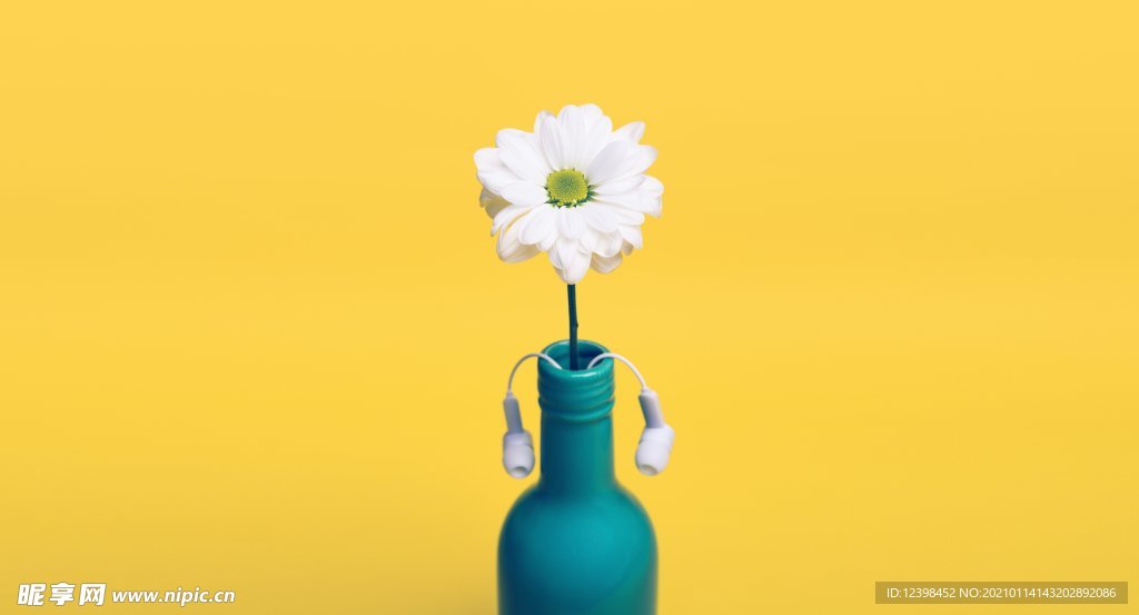雏菊