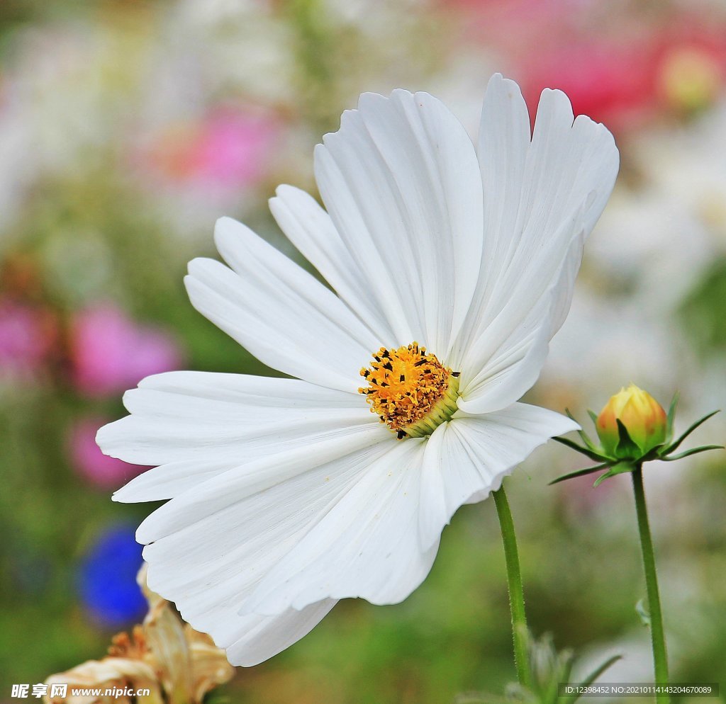 雏菊