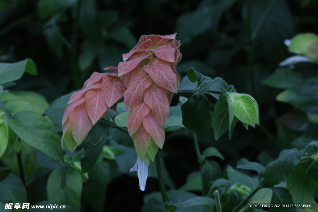 虾衣花