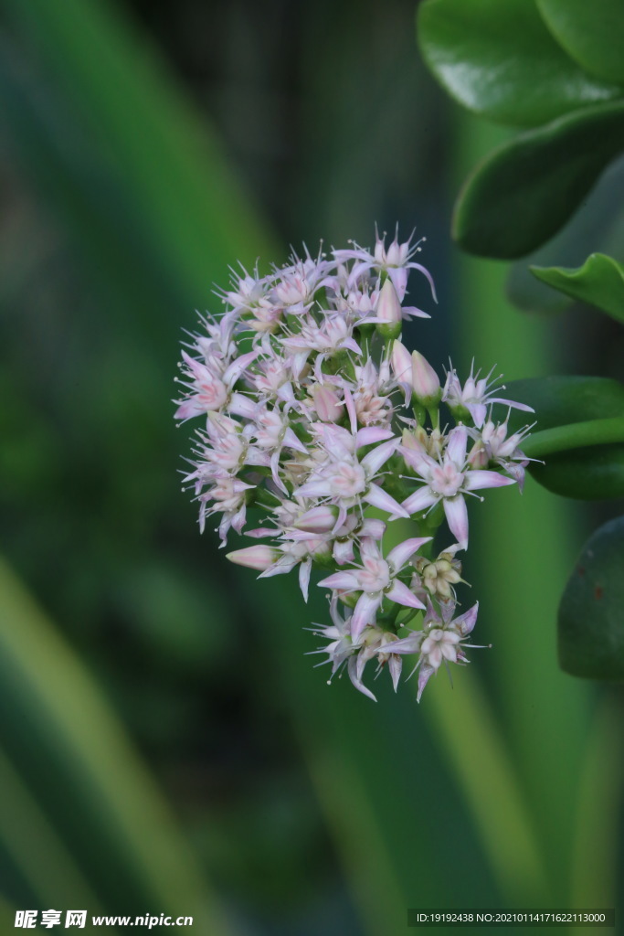 燕子掌花