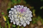大丽花