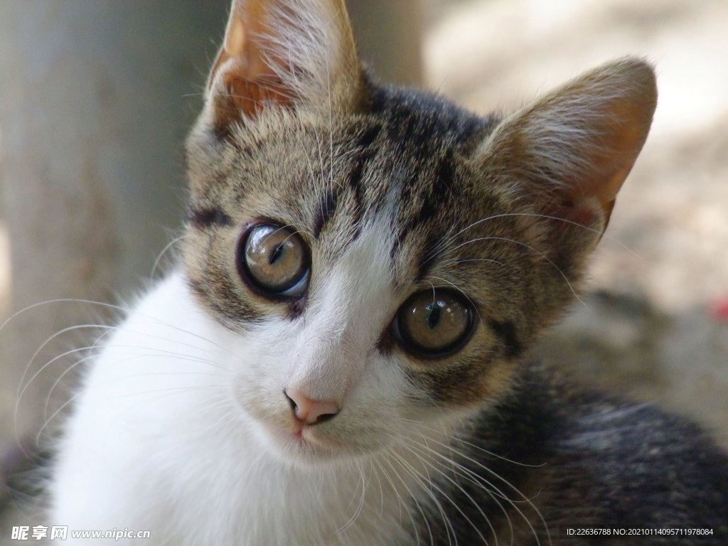 家猫