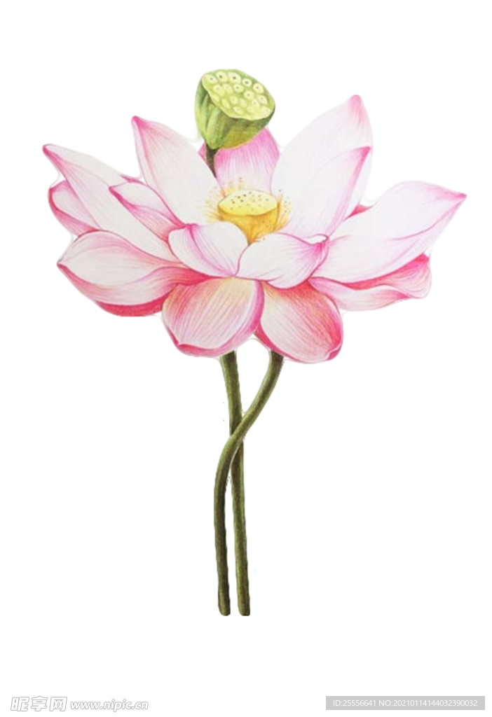 荷花