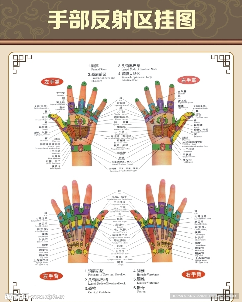 手部反射区挂图