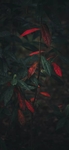 红背桂花植物图片