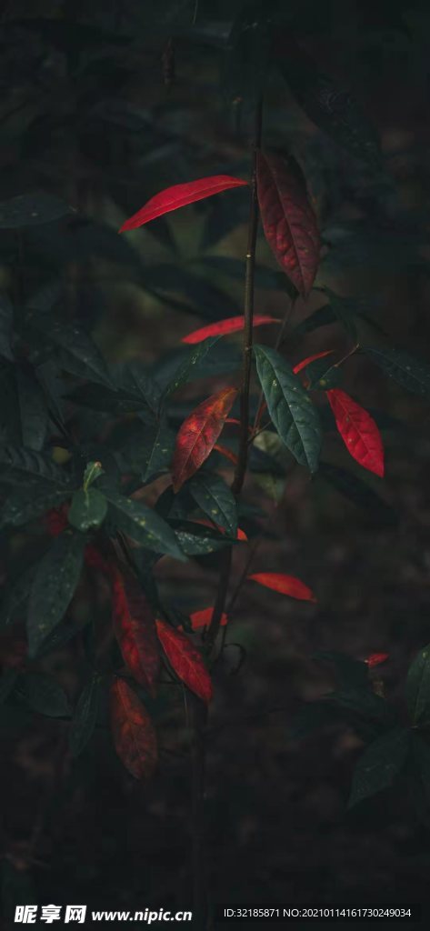 红背桂花植物图片