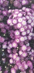 菊花植物图片