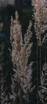 棒头草图片