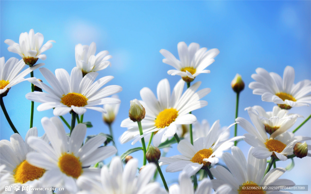 小菊花