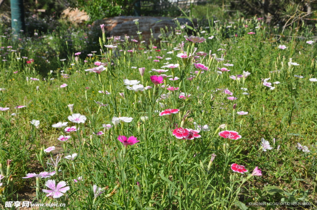 园林宿根花卉之石竹开花