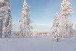 雪地