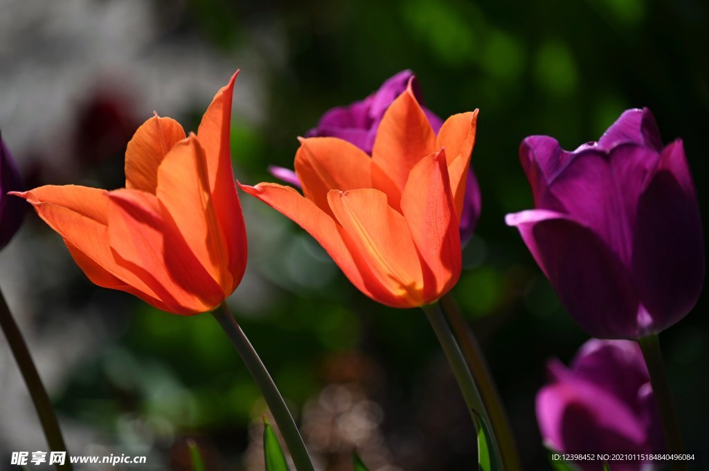 美丽的郁金香鲜花