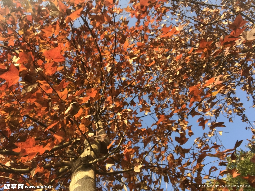 沙溪红枫