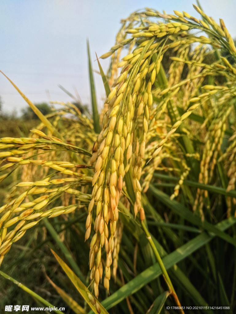 麦穗