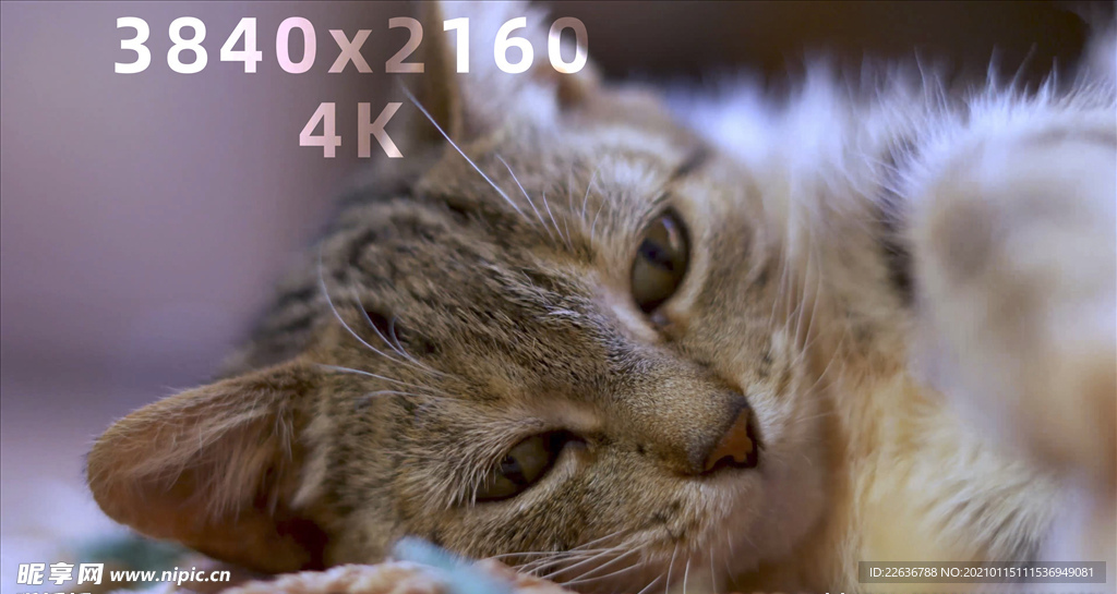 4k视频 家猫