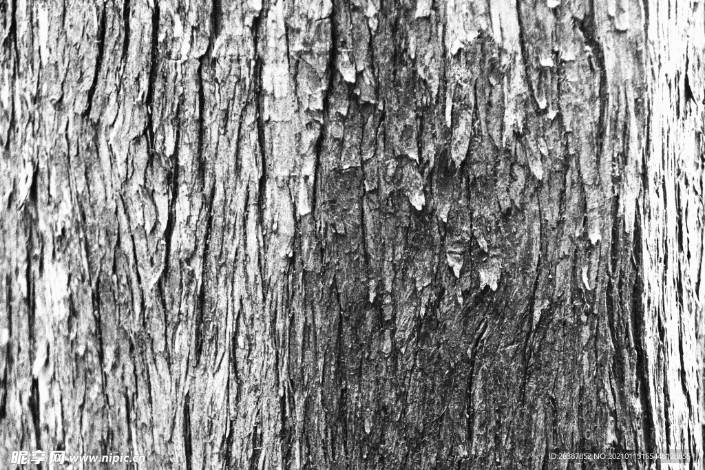 黑白大树树皮肌理背景素材图片