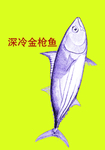 深冷金枪鱼 鱼