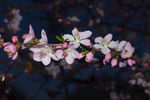 花 桃花 公园桃花