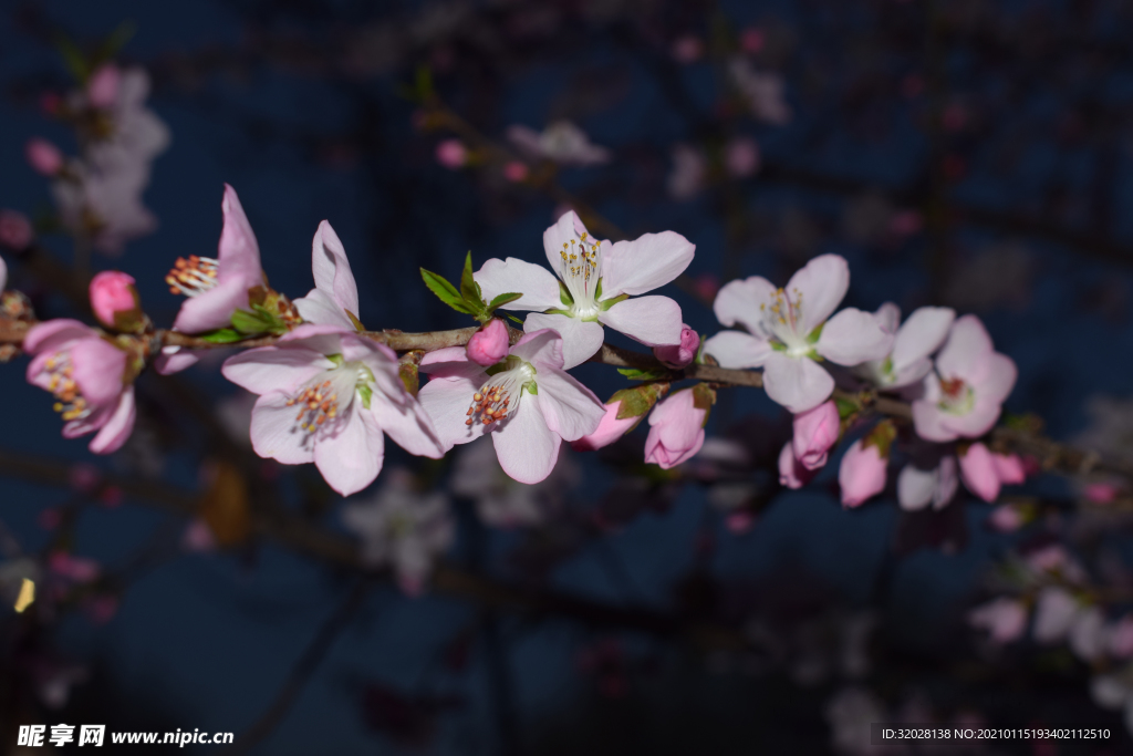 花 桃花 公园桃花