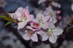花 春天 小清新 桃花