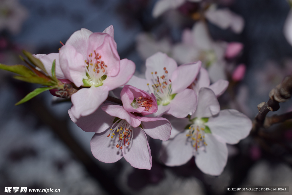 花 春天 小清新 桃花