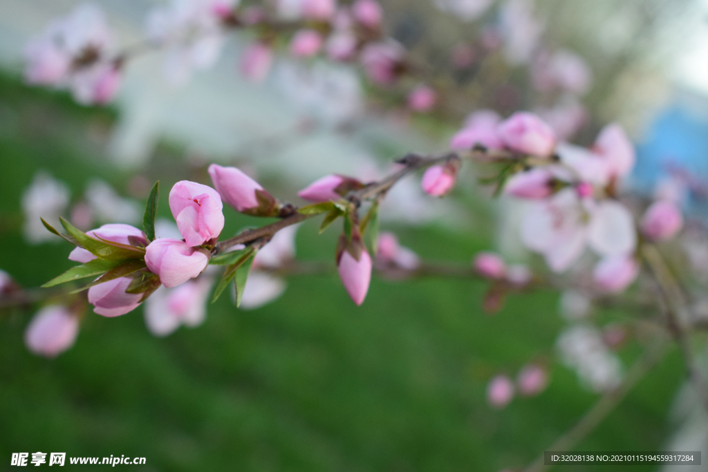 花 春天 小清新 桃花