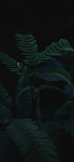 银荆植物图片