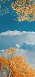自然   风景    图片