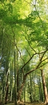 自然界   风景    图片