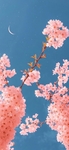 樱花植物图片