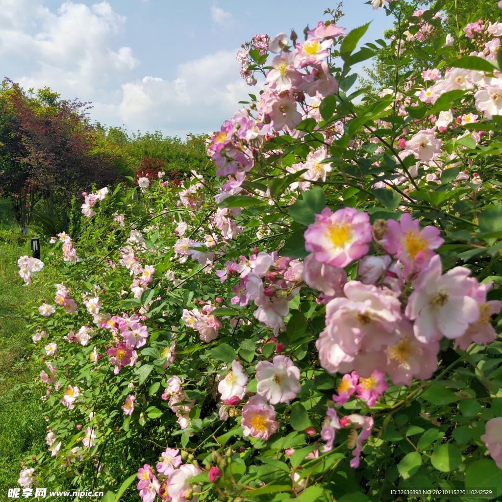 鲜花