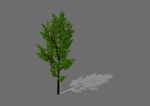 植物 3D树 SU模型