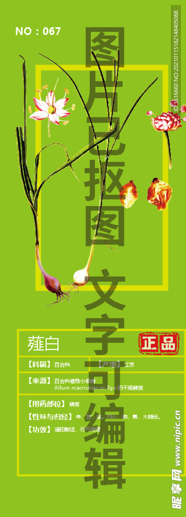薤白
