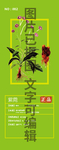 紫菀