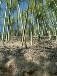 地面上的竹子