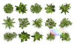 植物顶视图
