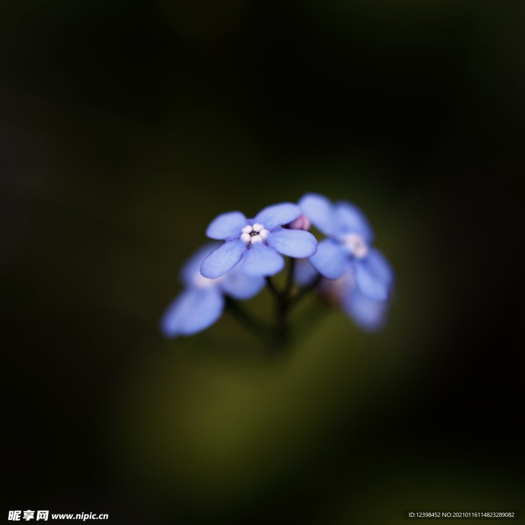 蓝色的勿忘我鲜花