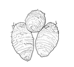 芋头