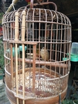 鸟笼