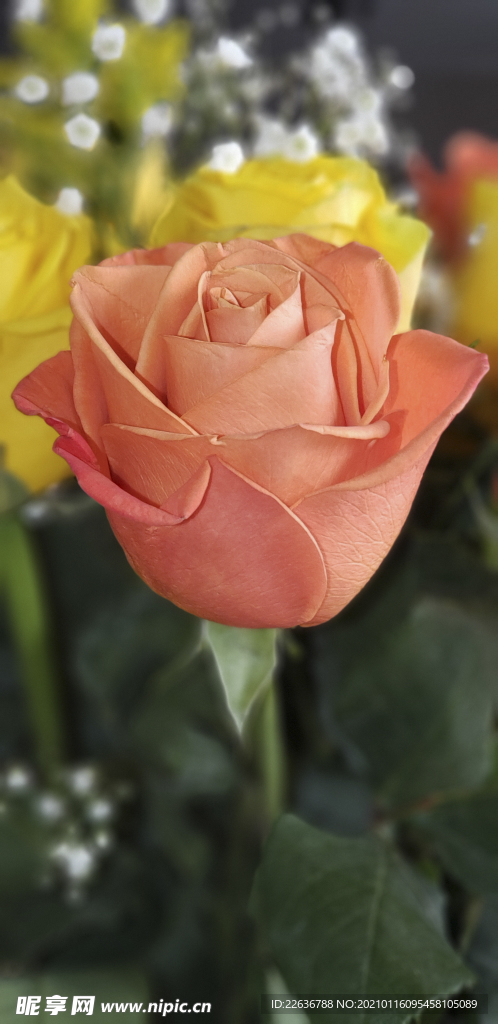 玫瑰花