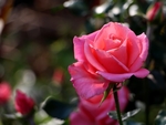 玫瑰花