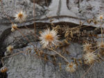 羽芒菊