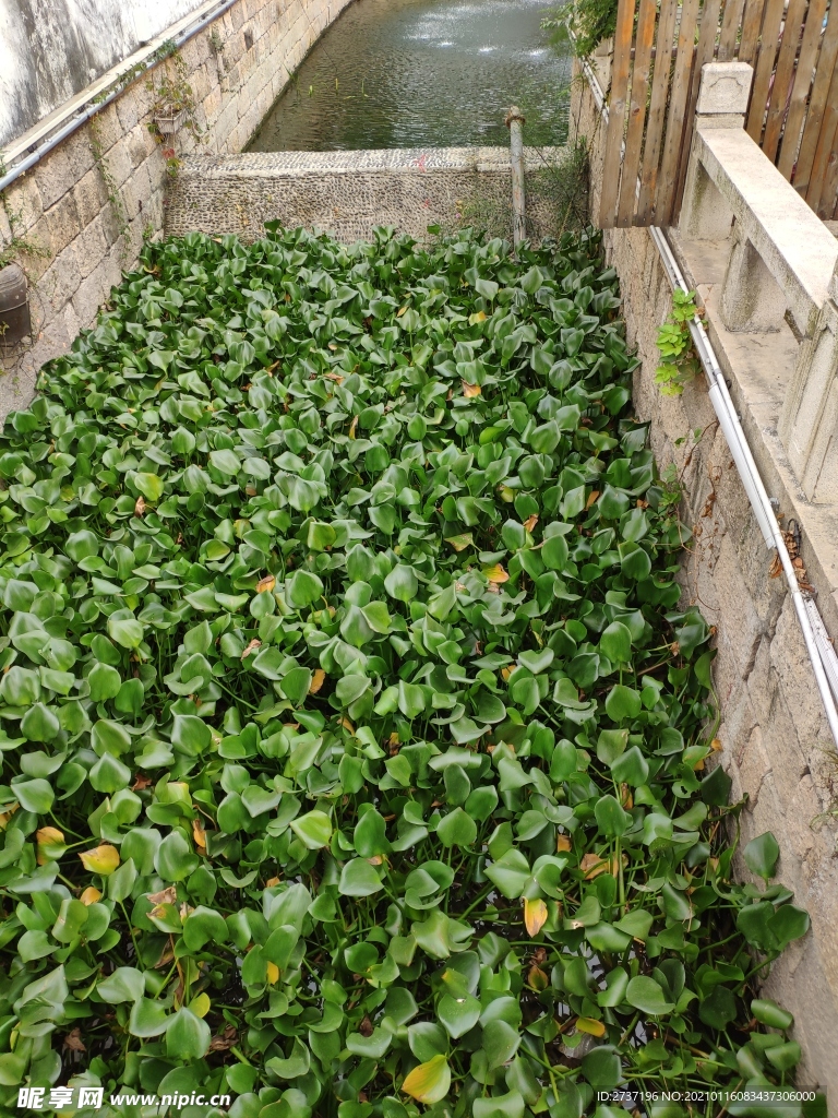水生物